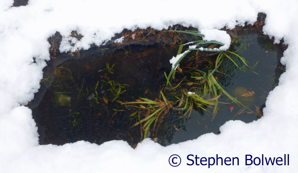 The little supply pond I use to establish small water plants, now looks a little sad with the sudden change of season.
