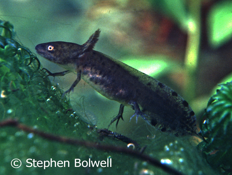 Salamander and newt larvae can be voracious predators eating almost other creature smaller than themselves.