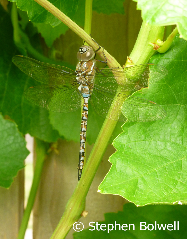 This picture was taken using an old Lumix 16 mega pixel camera with an inbuilt lens. Not an expensive camera, but a bit more than just a point and shoot - it has a good macro fascility, and the advantage of Panasonic digital develpment combined with a Leica lens.  For this shot I needed to be very lose - the dragonfly had closed down to rest for the night and by moving slowly I was able to get this shot without causing a disturbance.