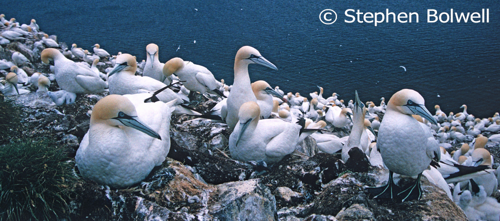 Read more about the article A Tale of Two Pretties – Gannets and Sandwich Terns.