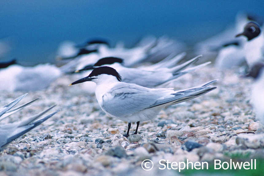 Getting a good image gets a little easier perhaps when featuring a single bird. Terns really are supreme in the air and when you notice their legs it looks as if landing was and afterthought - at a distance you migth not easily notice whether they are standing up or sitting down.
