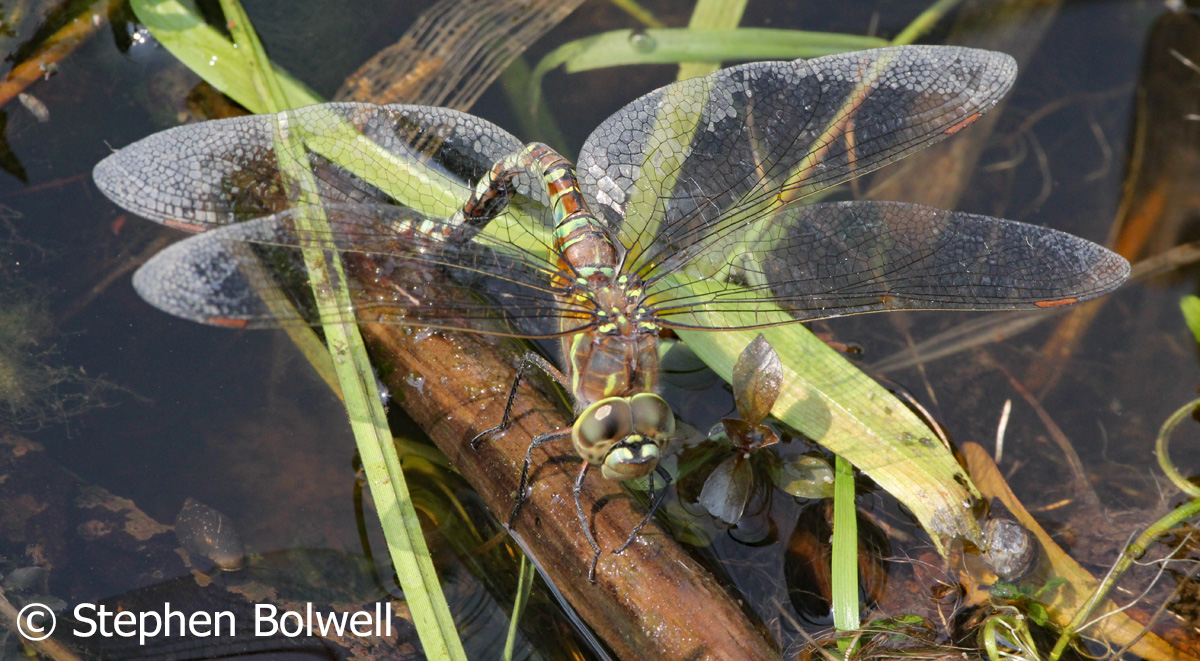 This is not a bad picture - the angle is higher than I would prefer, but this gives a better chance of maintaining focus across the whole of the insects body as much of it remains close to the same plane.