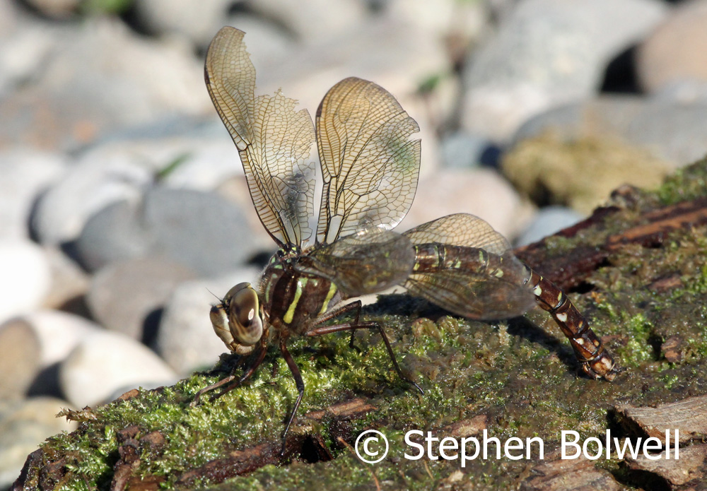 With macro photography, keeping side on to the subject keeps much of the subject on the ame focal plane and optimises the chances of an in focus picture.
