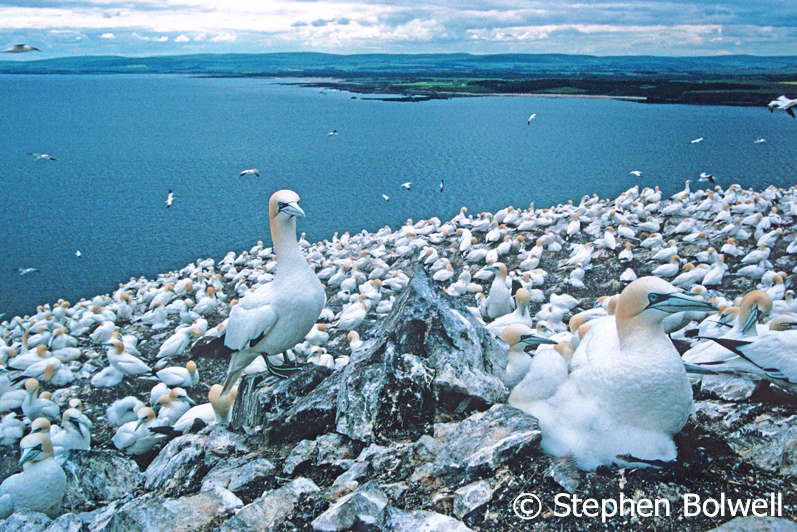 The gannets were just a small part of a work in progress for the Channel 4 series 'Wildshots'.