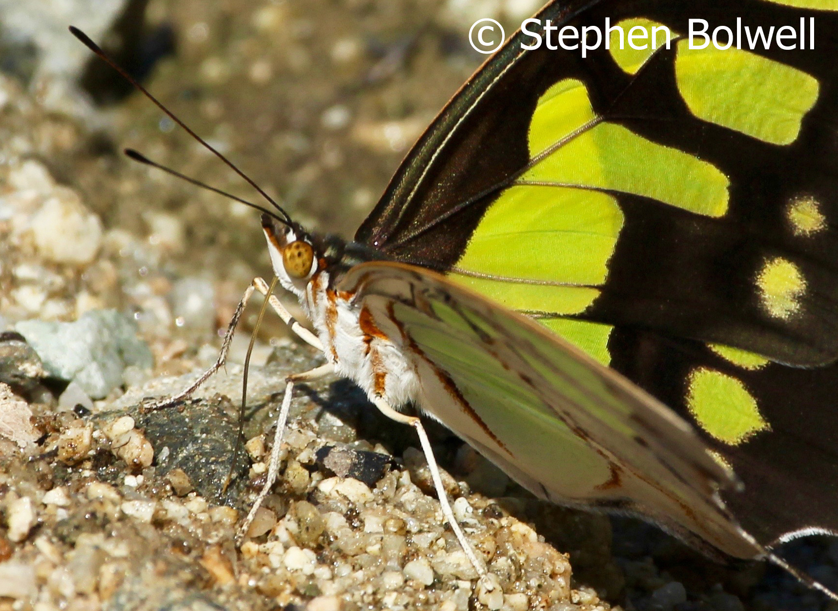 This butterfly is sensing moisture and the minerals on which it is feeding through its feet. The tips of clubed antennae and compound eyes pick up sensory information in a very different way than we do and the insects nervous system will process the input in a way we may never fully comprehend. It sees the world in a way that effectively allows it to survive. and may prove better adapted to survive than we are having existed in it's present form for many milions of years longer than we have.