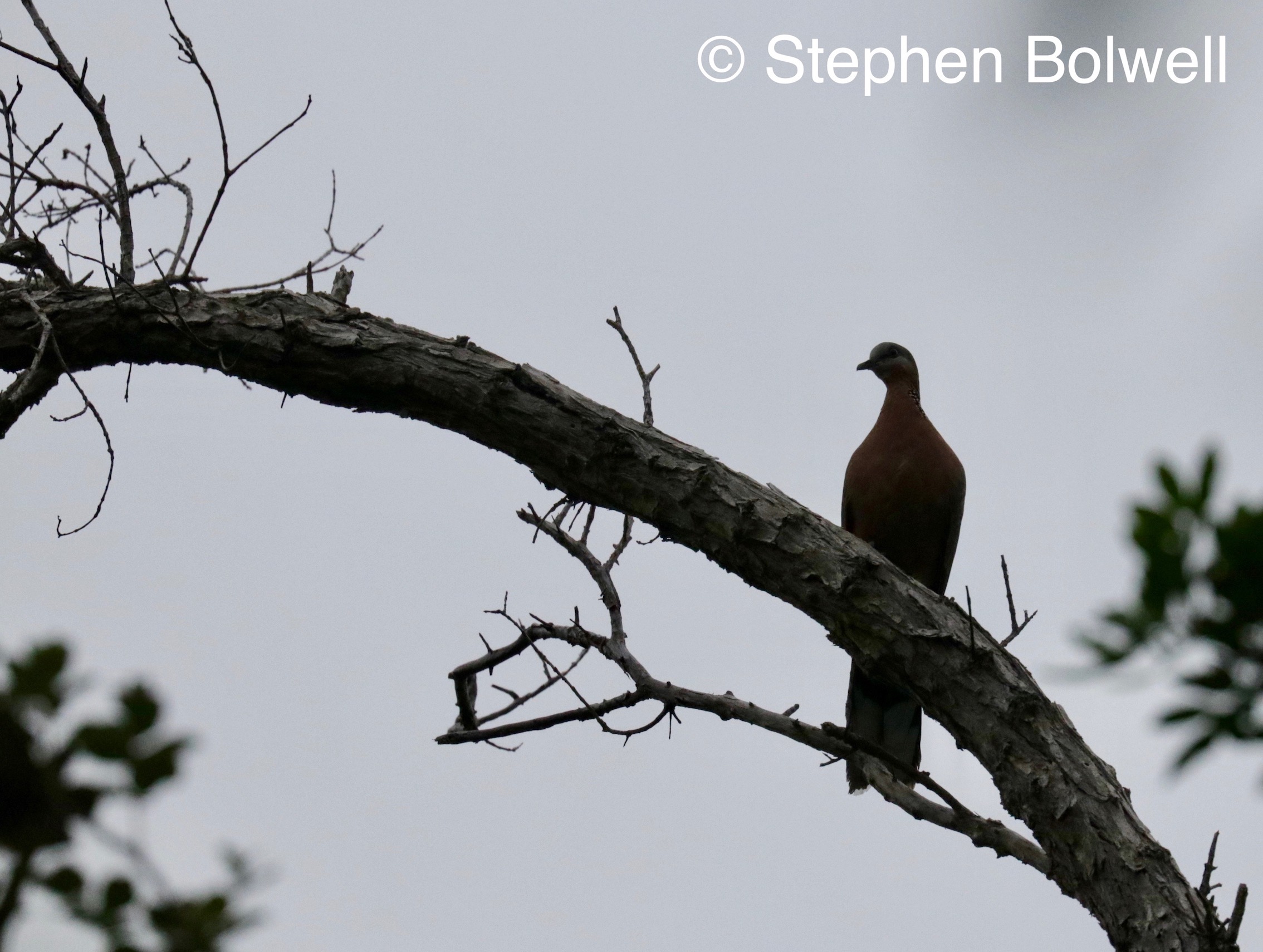 A spotted dove I think in the forest - taken to demonstrate the vog skies that make bird photography impossible
