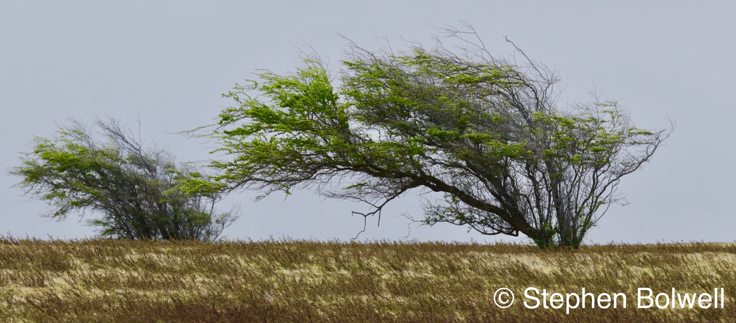 Trees in the area seemed to be in a continual battle to stand up and in the end gave up.