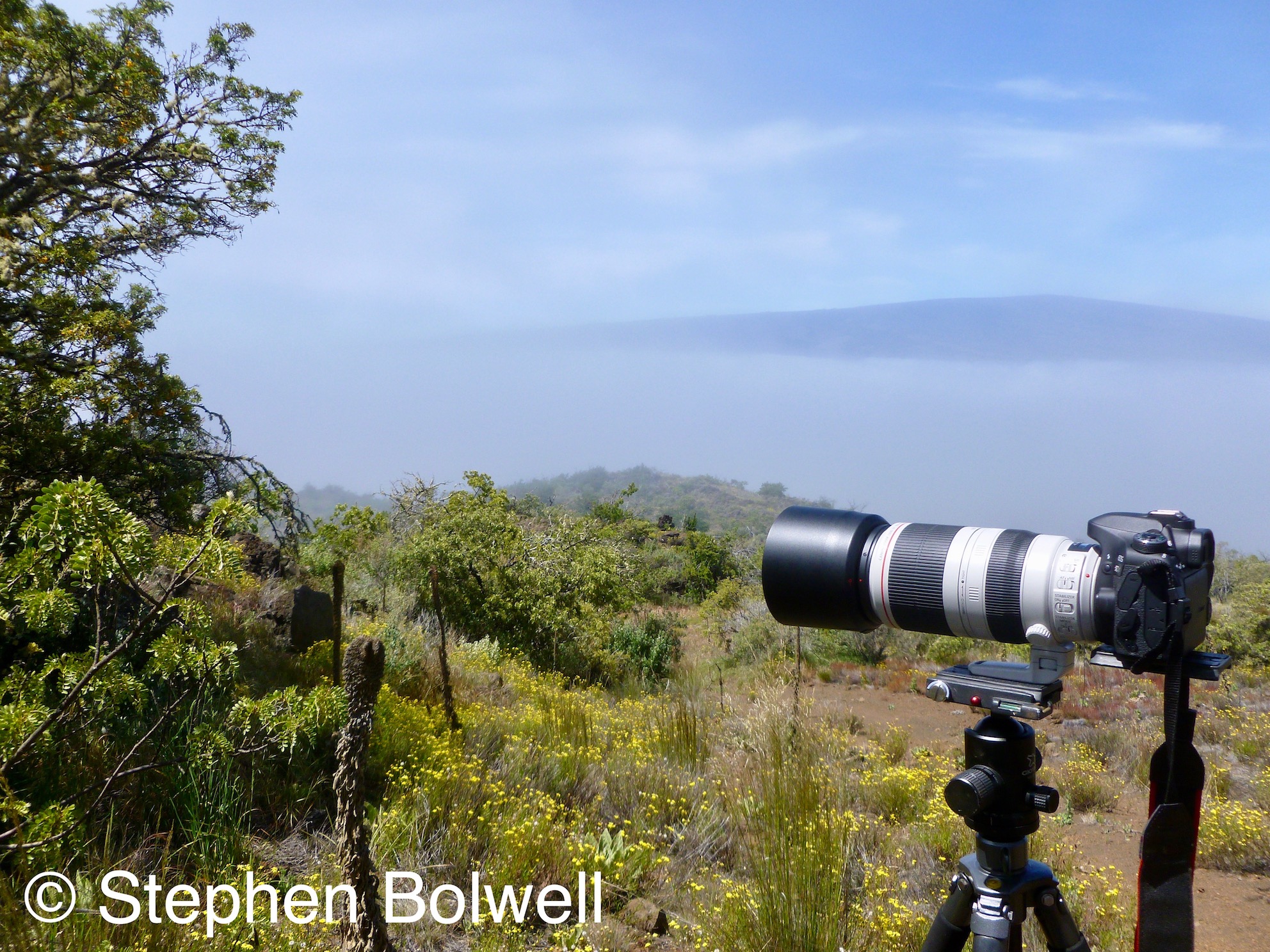 Standing just above the cloud line on Mauna Kea just before the tree line runs out into volcanic ash at about 9,000 ft, is possible to look across the saddle to Mauna Loa, here just peaking above the clouds.