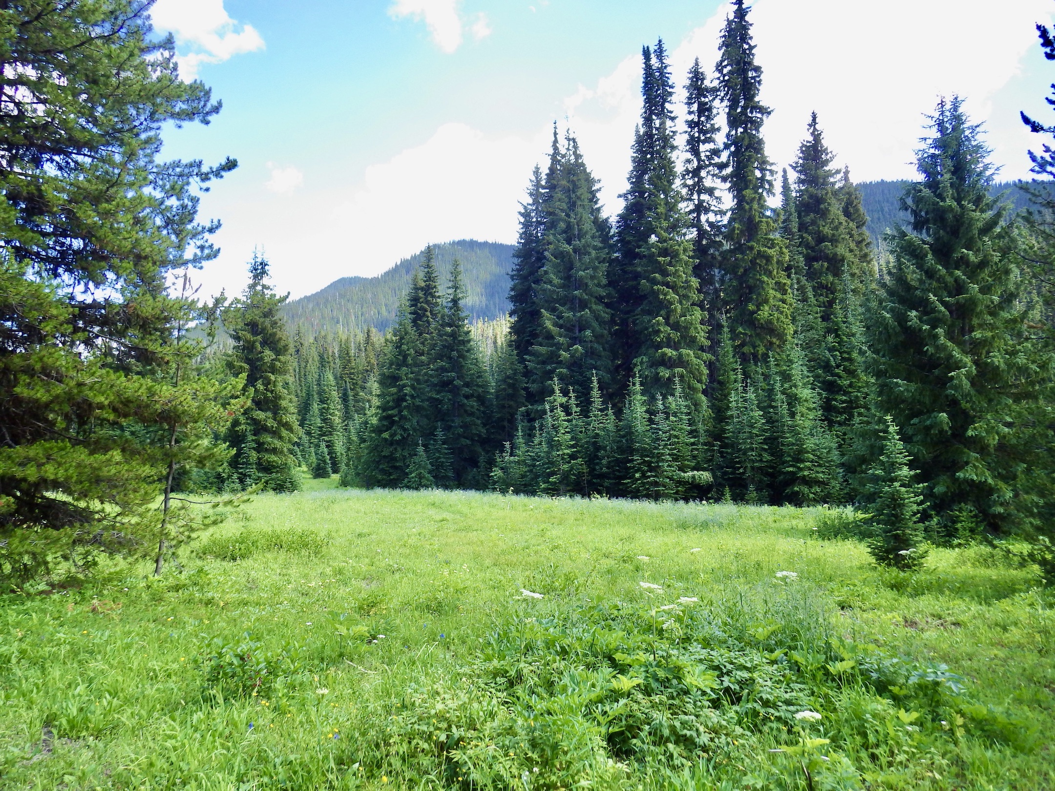 The Meadows on Strawberry Flats were just coming into flower -- it was clear we were a little to early