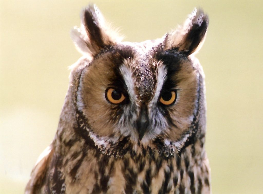 Birds Of Prey In The UK - Wise Owl Blog by Love Garden Birds