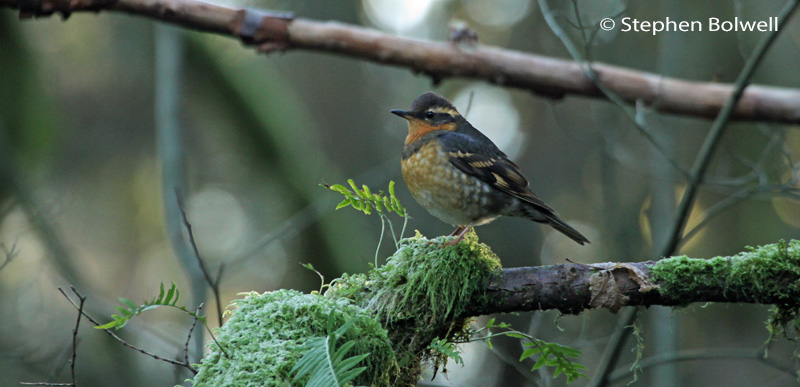 Read more about the article Into the Woods – Wildlife Photography as a Surrealist Nightmare.