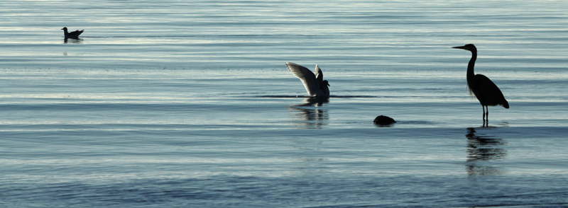 Read more about the article Between the Tides – Photographing Waders.