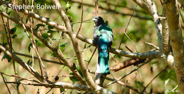 You are currently viewing In Search of the Unexpected Trogon.