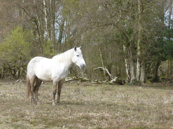 You are currently viewing The New Forest – Living in the Past With Lots of Litter.