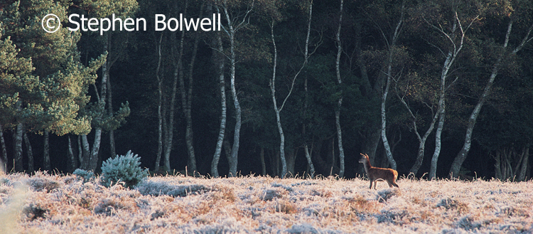 You are currently viewing The New Forest’s Overgrazed Heathlands.