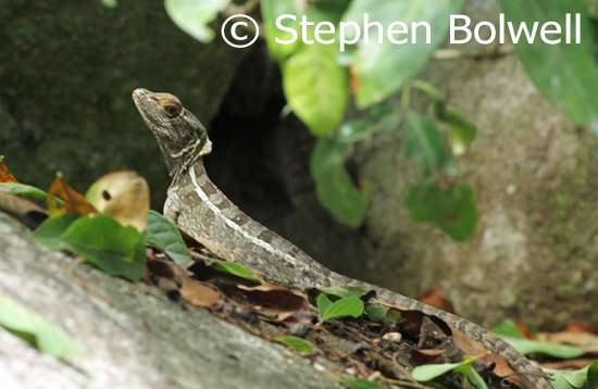 Read more about the article Wildlife Photography in 20 Cubic Metres of Mexico.