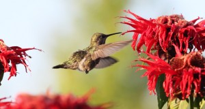 Read more about the article Hummingbirds – They’re Almost as ‘Big’ as Africa!