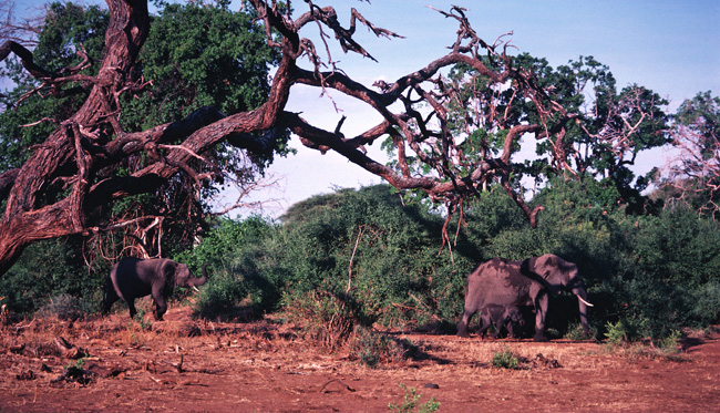 Read more about the article Elephants: Out of Africa and Out of Luck.