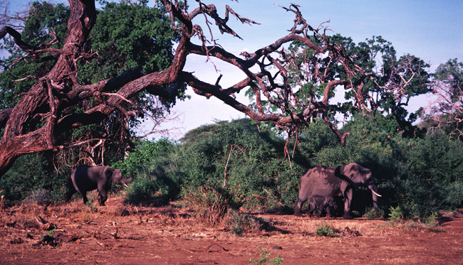 You are currently viewing Elephants: Out of Africa and Out of Luck.