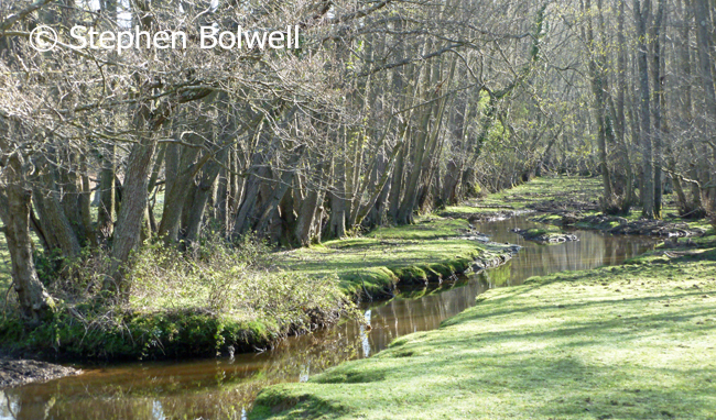 You are currently viewing The New Forest’s Overgrazed Stream Sides and Woodlands.