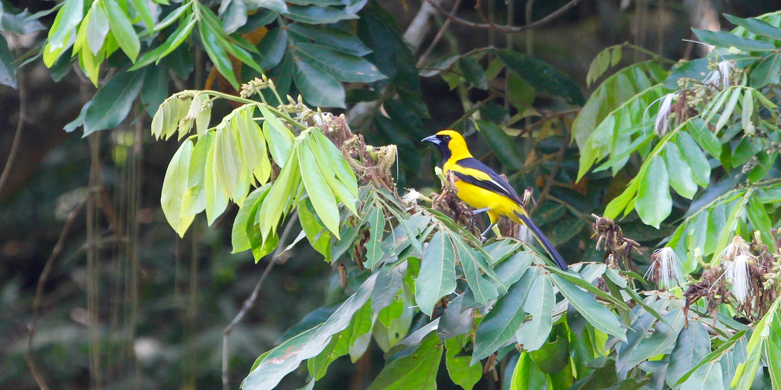 You are currently viewing Belize: From the Forest to the Sea.