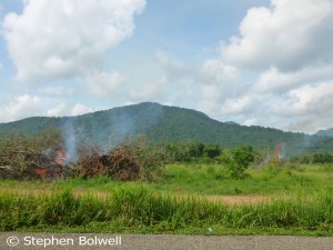 Read more about the article Belize: The Down Side – Deforestation.