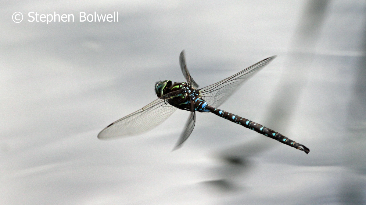 You are currently viewing My New Garden Pond – What Showed Up in the First Four Weeks: Dragonflies and Water Boatmen and the Best Way to Photograph Them.