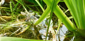 Read more about the article The Natural Garden – Building a Pond for Wildlife Photography.