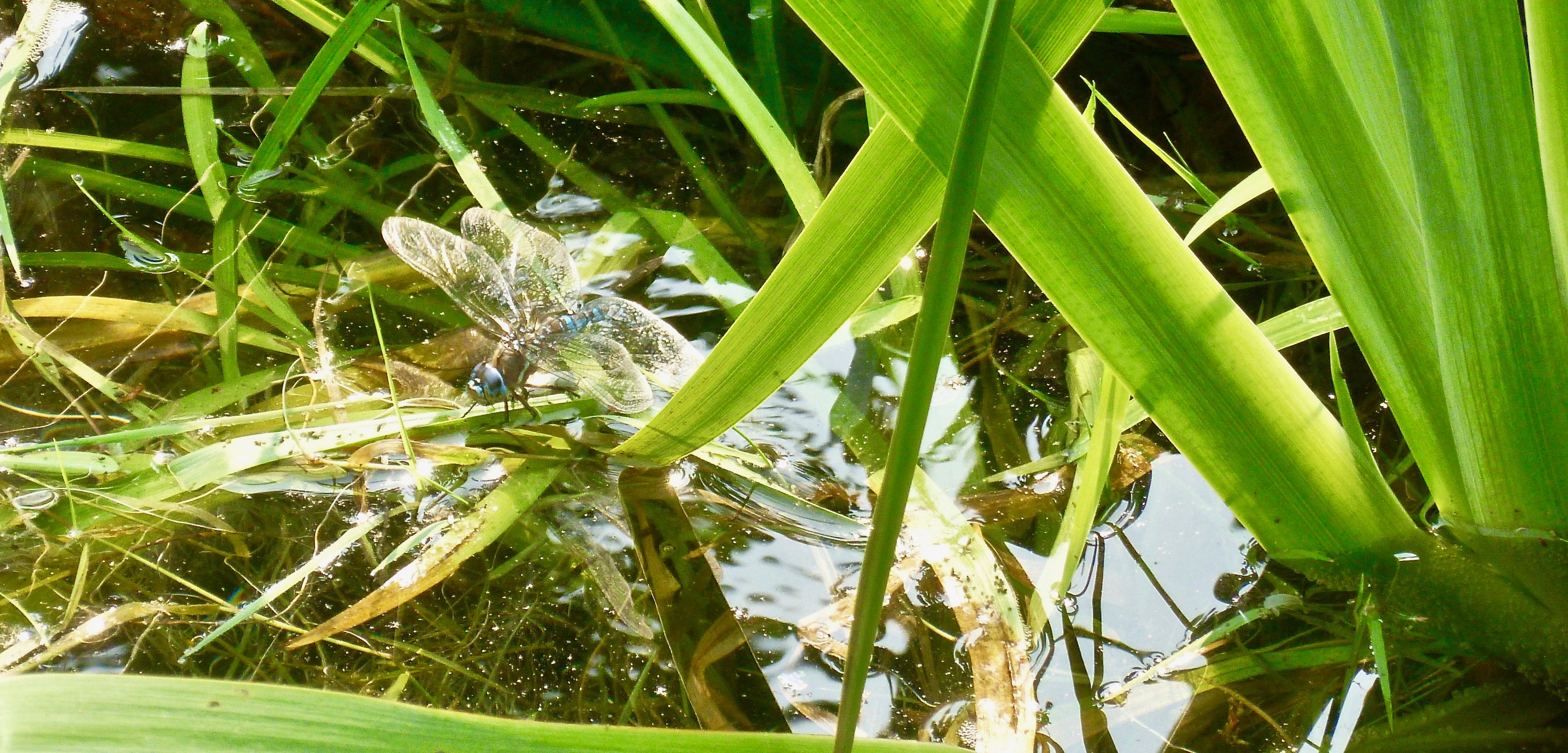 You are currently viewing The Natural Garden – Building a Pond for Wildlife Photography.