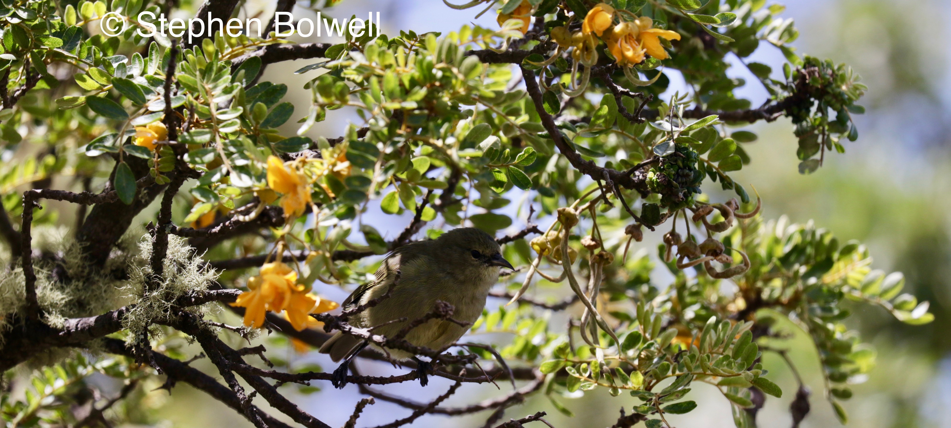 Read more about the article The Down Side of Remote Pacific Islands – The Disappearing Species of Hawai’i.