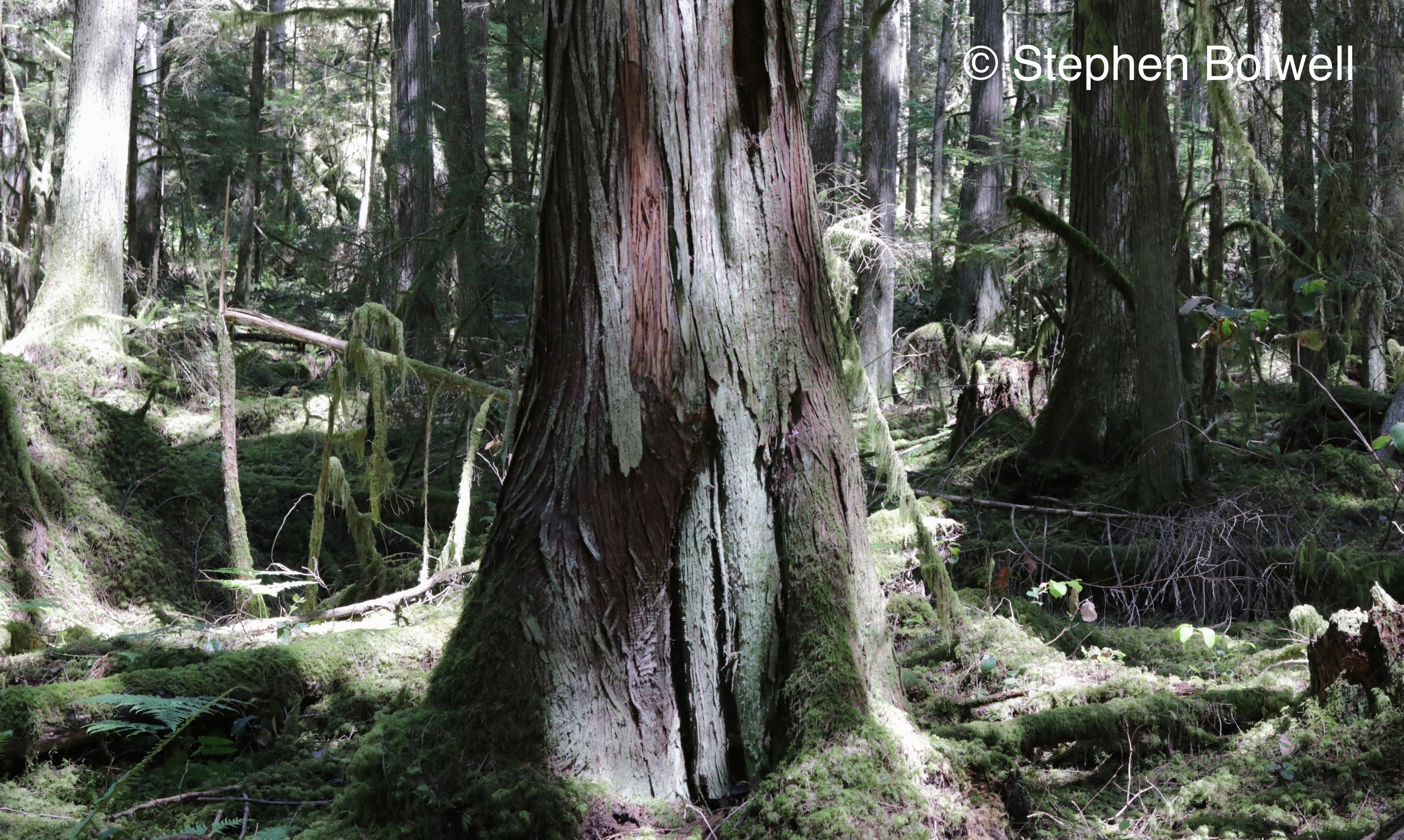 Read more about the article Time Is Running Out for the Old Growth Forests of the Pacific North West.
