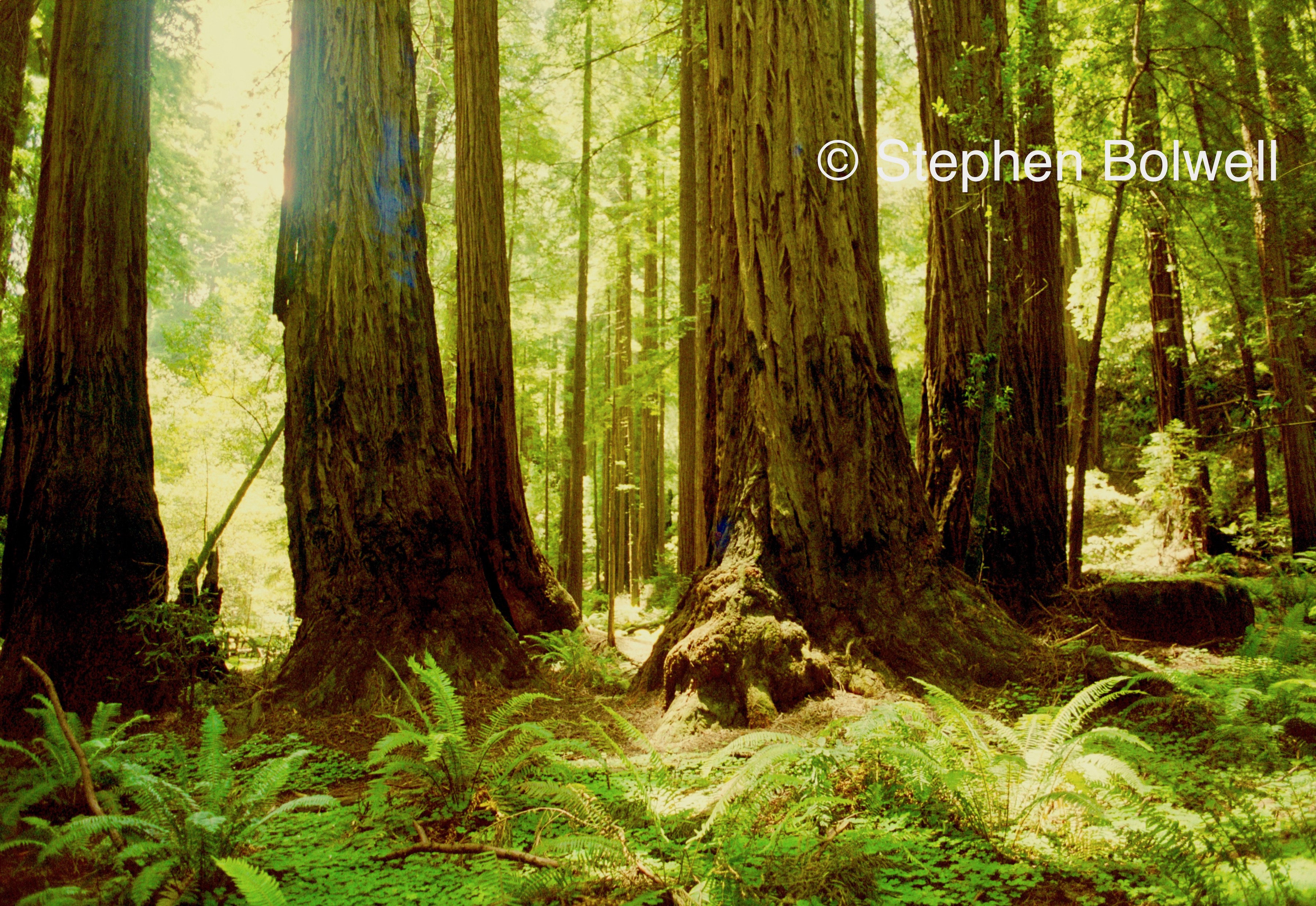 You are currently viewing California Dreaming or Just Another Nightmare? Yosemite and the Giant Redwoods.