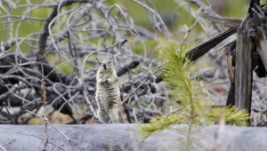 Read more about the article Some Days I Just Can’t Tell my Ground Squirrel from my Marmot.