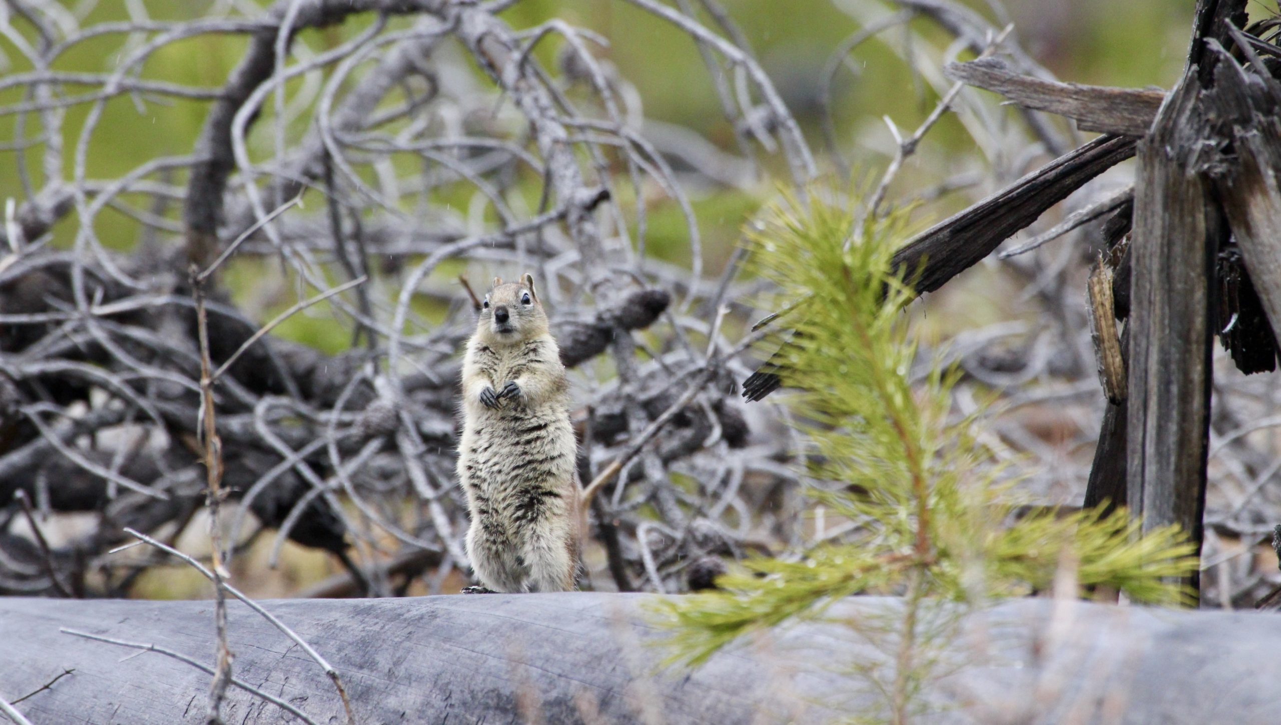 You are currently viewing Some Days I Just Can’t Tell my Ground Squirrel from my Marmot.