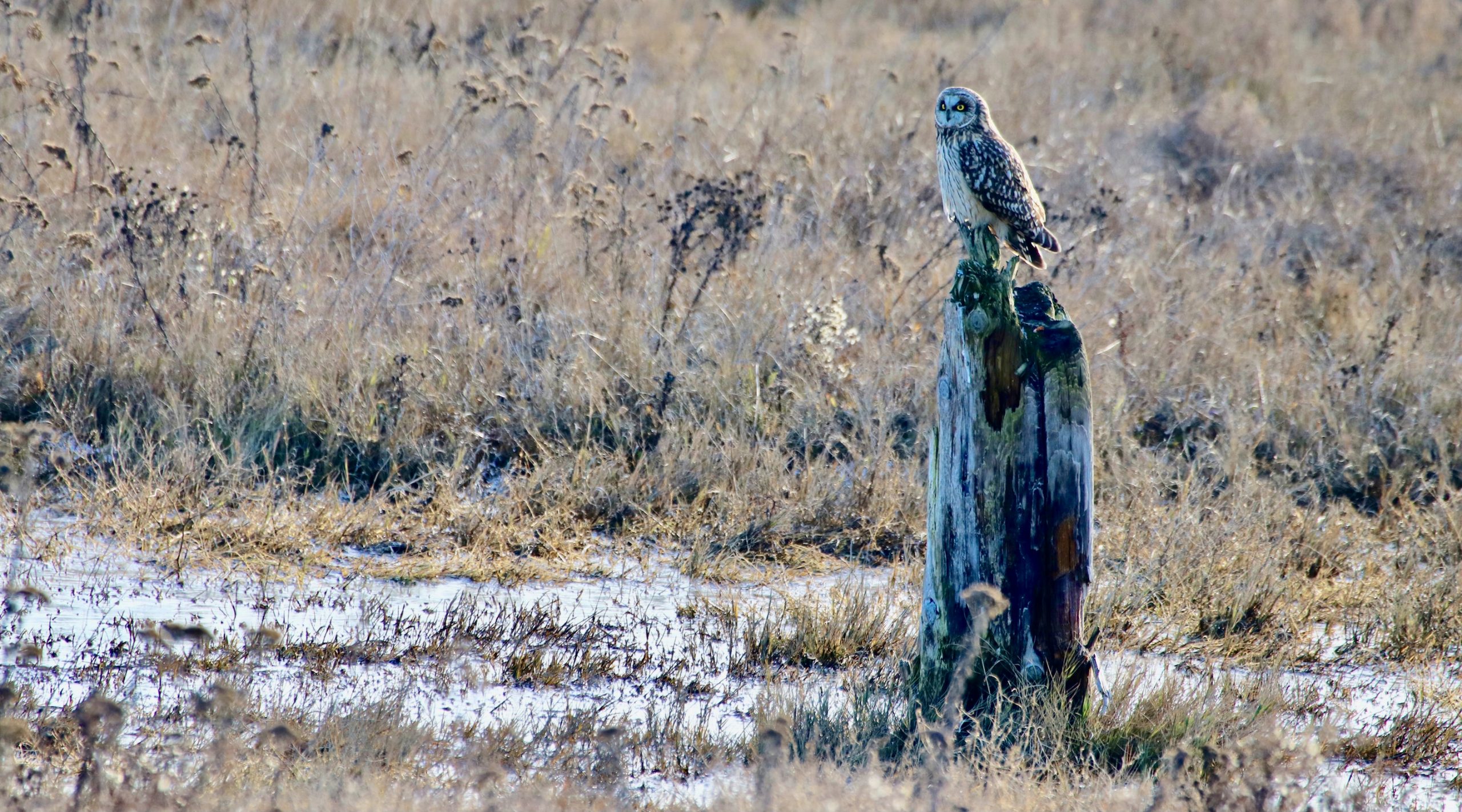 Read more about the article Owls — Not Quite as Clever as We Think.