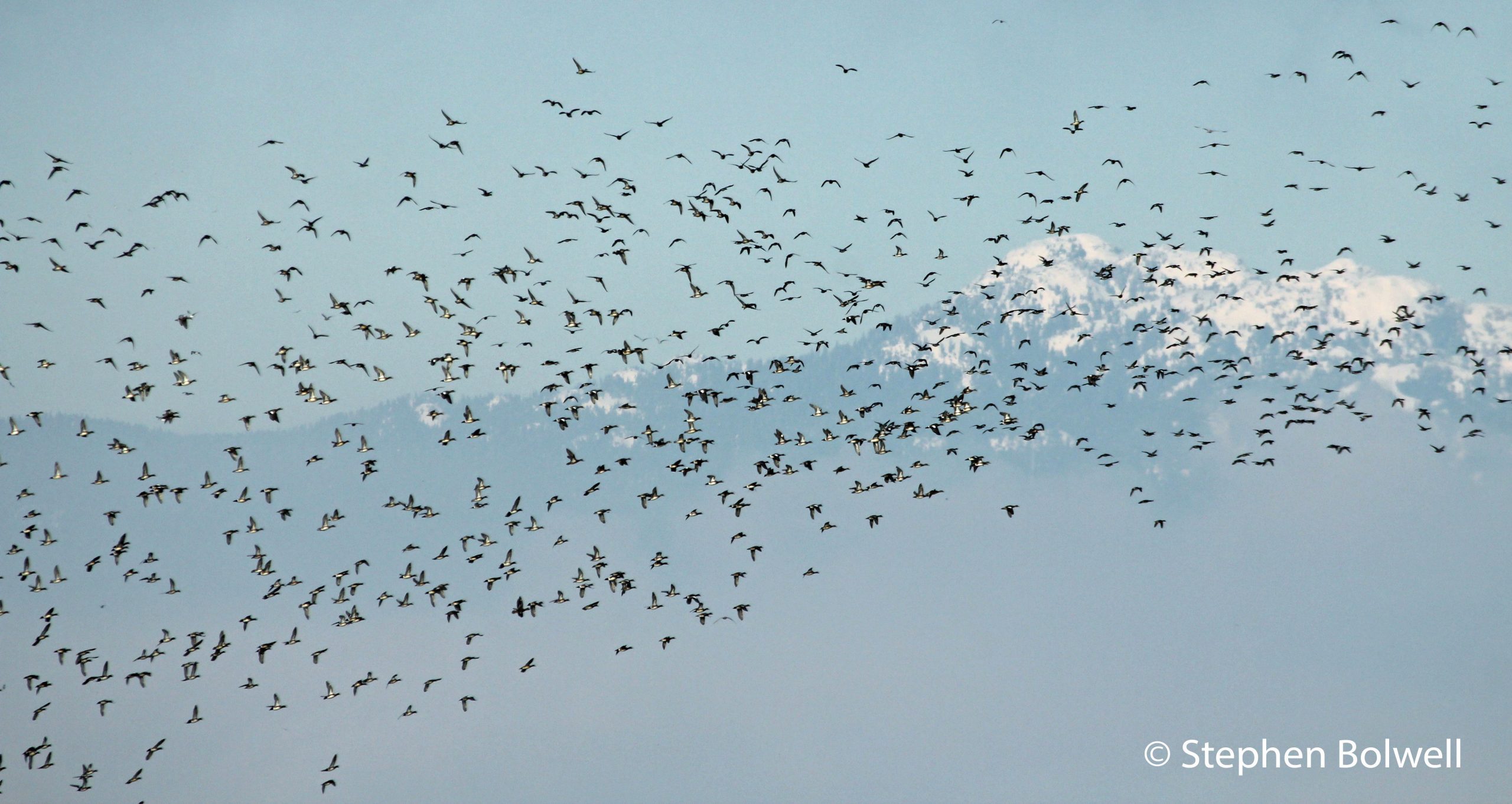 Read more about the article Denaturing: The Fast-Track to Economic Growth… and the Snow Geese Bucking the Trend.