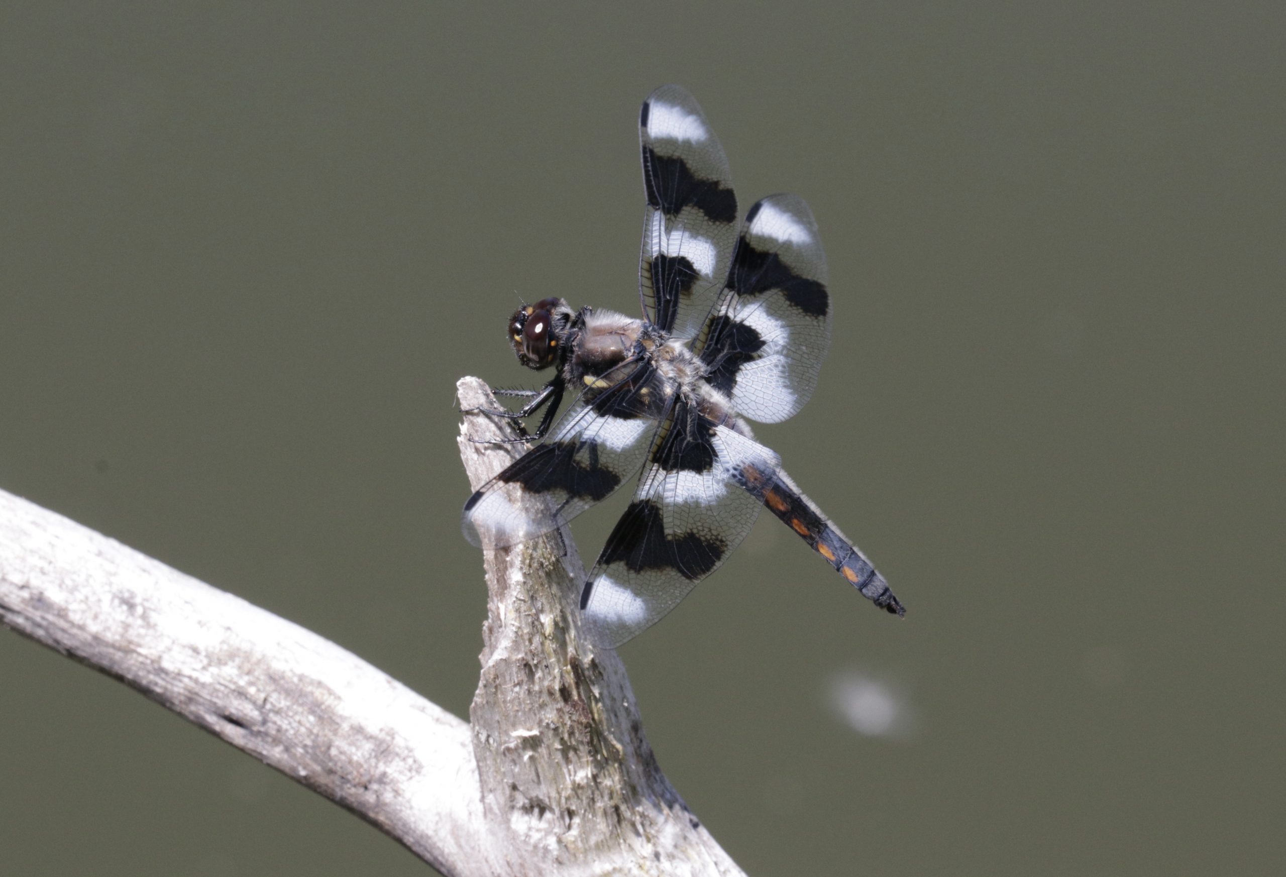 You are currently viewing Dragonflies: 300 million Years of Success… and Still Going Strong.