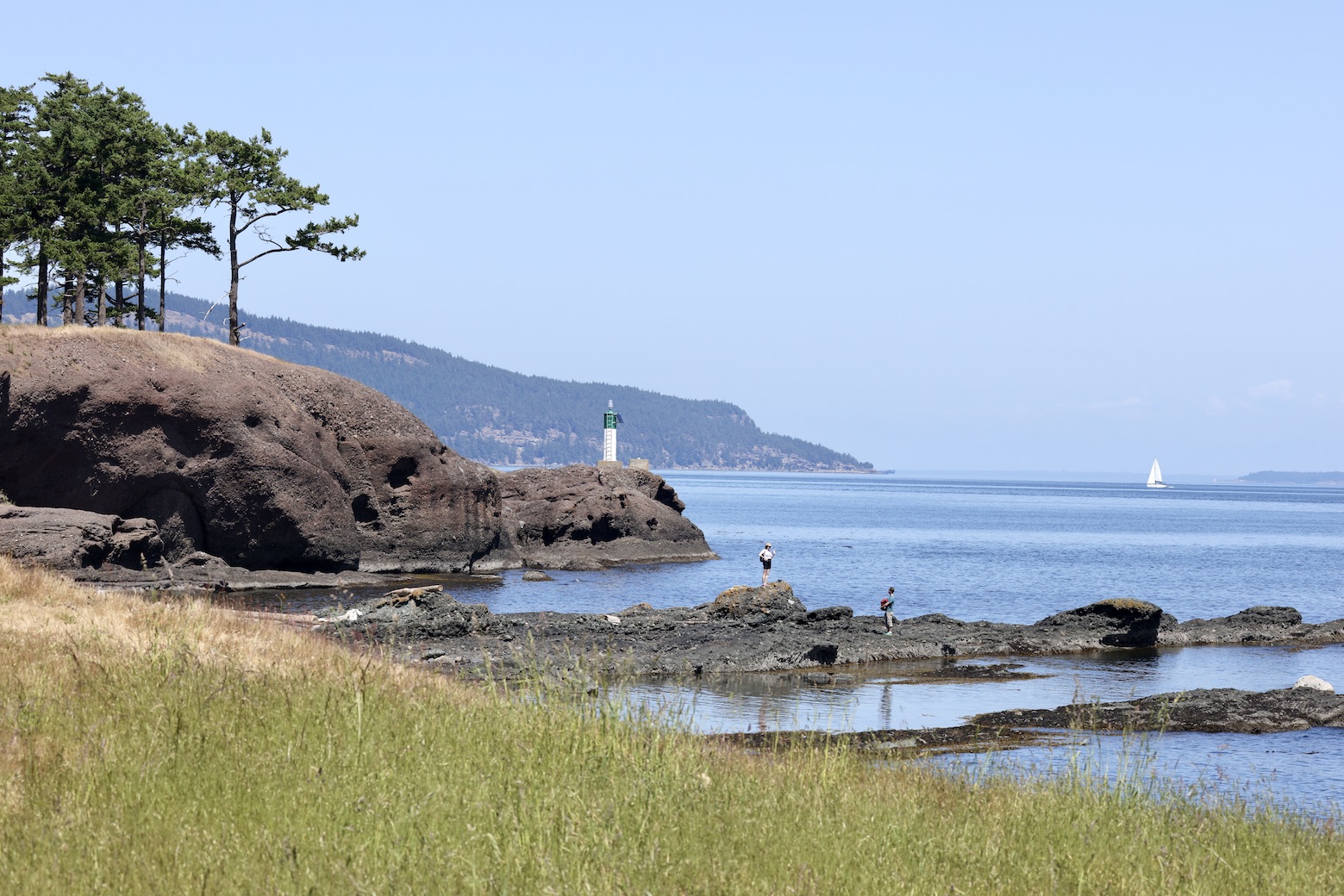 You are currently viewing The Deer Are Eating Out on Pender Island and Now It’s Raining Caterpillars.